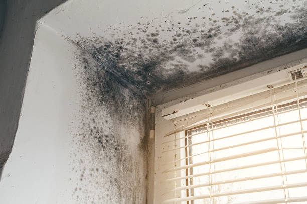 Trusted Bathroom Mold Removal service in Burlington, CO - Cheap Mold Removal